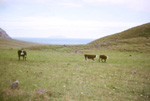 Cattle with Inaccessible behind