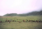 Cattle on Plain