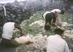 Sheep shearing