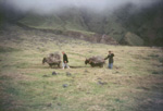 Wood gatherers