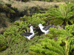 An albatross couple