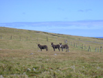 Donkeys watching