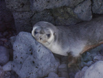 A sleepy seal