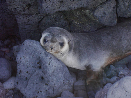 A seal-fur cub