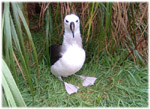 Molly - the albatross