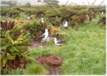 The habitat of albatross